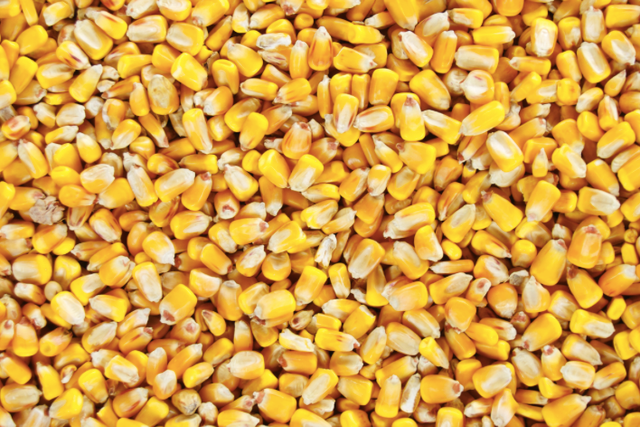 Corn (Maize) - Image 4