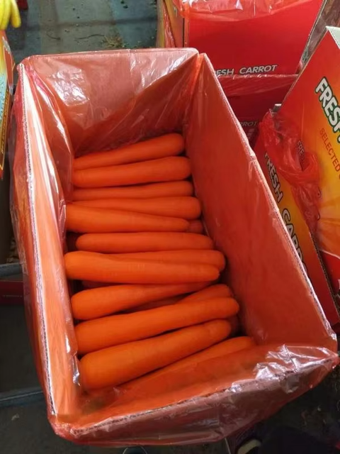 Wholesale Carrot from China Low Price - Image 3