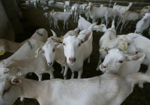 Farm Fresh Live Saanen Goats Pure Dairy Breed With Outstanding Milk Production Healthy Stock At Competitive Price - Image 3