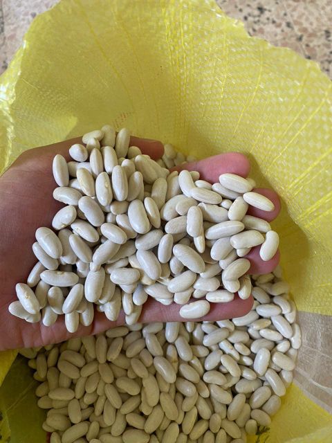 Premium White Beans Wholesale Bulk Supply Clean Dried Sorted Export Quality for Retail and Global Buyers - Image 1