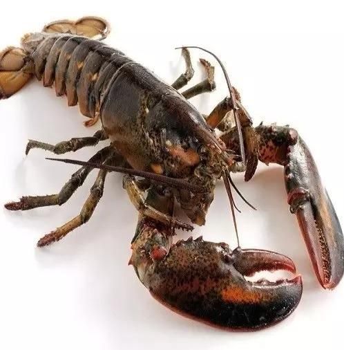 Fresh Live Lobsters Carefully Handpicked For Superior Condition Consistent Sizing And International Distribution Demand - Image 4