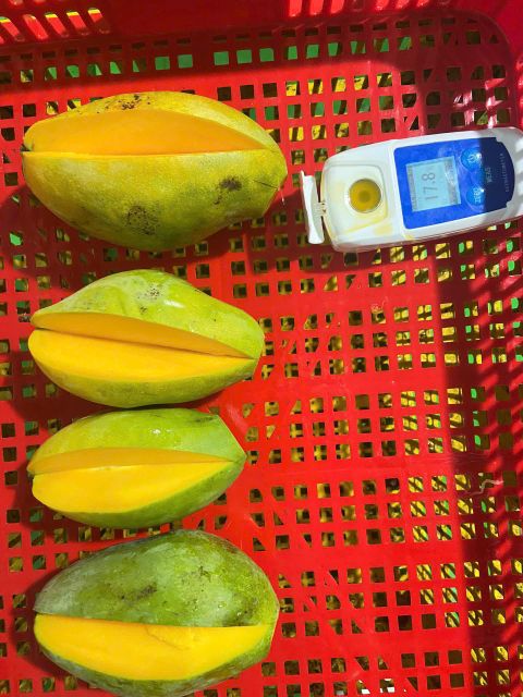Frozen Mango on Stick size 80-120gr– TBESAGRI - Image 3