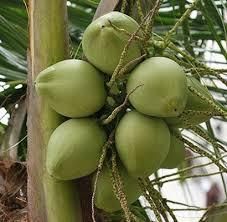 Green Young Coconut Weight 0.7 – 1.2 Kgs/pc Place of Origin THAILAND Shelf Life 2 Months, 2 YEARS Shape Diamond Shape Or Polish Shape - Image 1