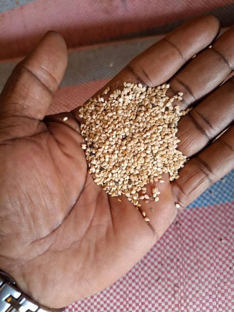White Hulled Sesame Seeds - Burkina Faso Origin - Image 3