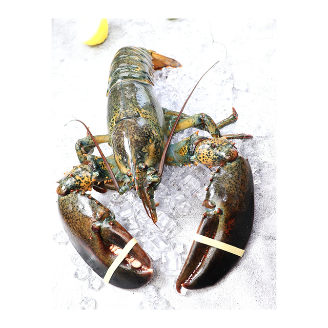 High quality raw whole lobster arranged for bulk sale with careful handling - Image 4