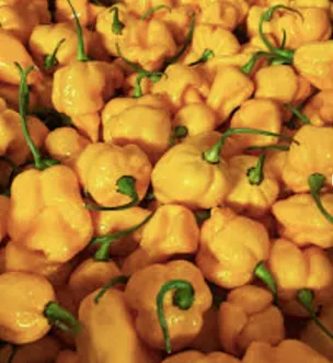 Habanero pepper..Wholesale Fresh Red Chili Pepper Superior High Quality Pepper / Cheap Green Chili Pepper. - Image 4