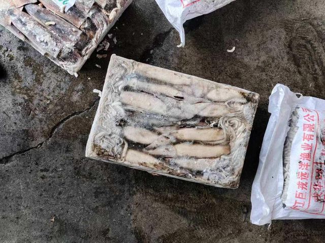 Frozen Fresh Illex Squid Carefully Processed Marine Catch Delivering Superior Texture For Wholesale Seafood Import - Image 3