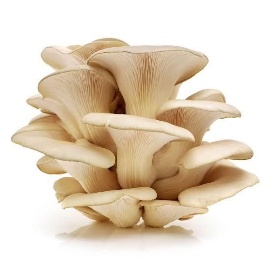 Premium Export Quality Oyster Mushroom Powder and Naturally Dried Mushroom Products - Image 2