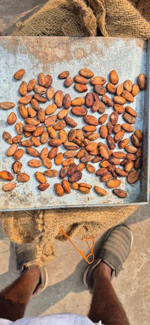cocoa beans - Image 2