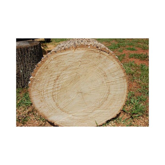 Premium Oak Wood Logs Wholesale Fast Delivery Stock Material Glass - Image 2