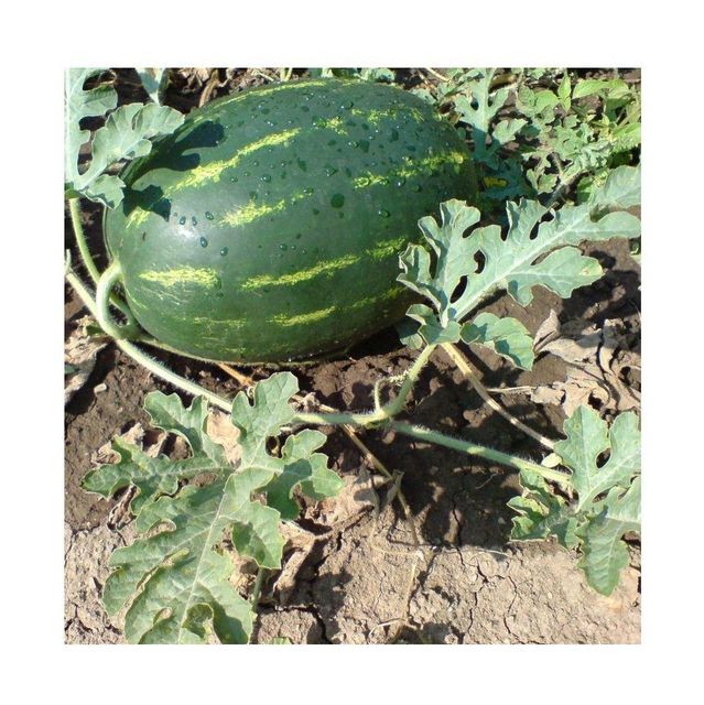 Natural Products Food Grade Wholesale Premium Quality Great Fresh Sweet Watermelons Fruit from Uzbekistan - Image 1