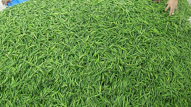 Fresh Green Chilli Origin Asia, India Product Type Fruits & Vegetables Supply Consistency Consistent Supply Loading Port Nhava Sheva / JNPT, India - Image 5
