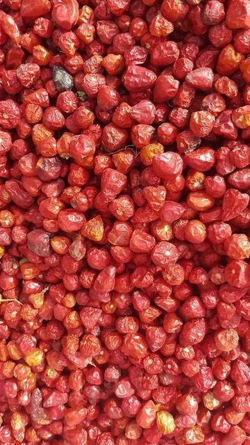 Round Red Chilli - Image 1