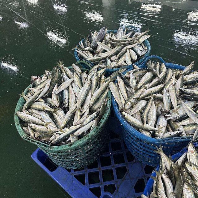 Frozen Atlantic Mackerel Fish Rich Omega 3 Nutrient Seafood Product For Wholesale Distribution And Retail Packaging - Image 3