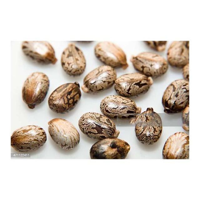 Castor Seeds bulk supply wholesale export-ready high-quality with fast delivery - Image 3
