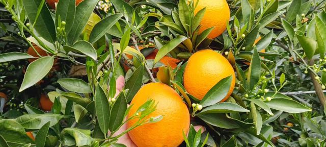 Chinese Citrus (Navel Orange) - Image 4