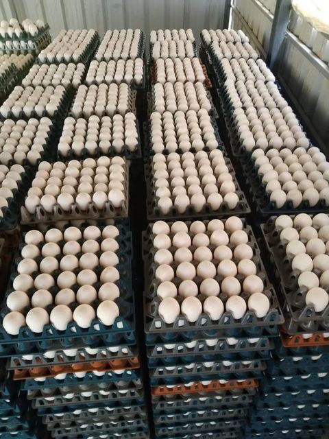 Fresh Ross 308 Hatching Eggs Wholesale Price Strong Fertility Clean Shell Premium Selection For Poultry Farming Success - Image 5