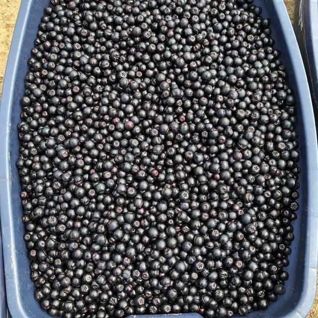 Aronia Jam - Image 3