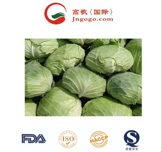 Organically Grown Chinese Green Cabbage Size 1.5kg Kind Fresh Color Green Origin China Trademark GOGO HS Code - Image 6