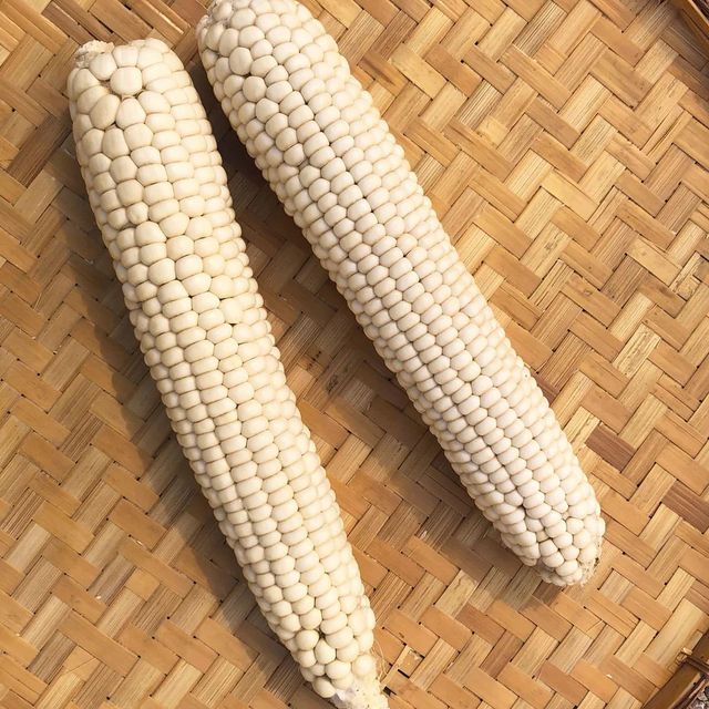 White Corn For Industrial Use White Corn With High Starch 100% Perfect For Food And Feed Production Industry - Image 3