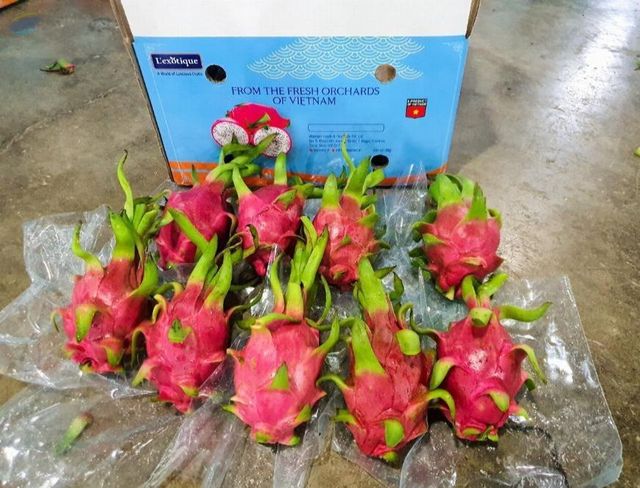 Dragon Fruit - Image 1