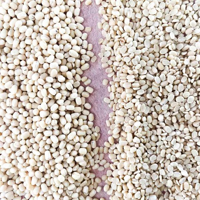 White Urad Dal Rich Protein Pulse Crop With Uniform Texture For Bulk Shipment And Private Brand Packaging - Image 4
