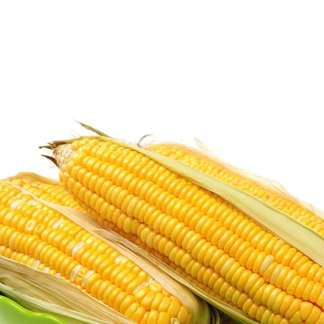 Fresh Harvested White/Yellow Maize With Cleaned Kernel Processing For Overseas Wholesalers And Global Grain - Image 3