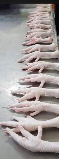 Frozen Chicken Paws Grade A – Jumbo 50g+ – IQF – Halal – Algeria - Image 4