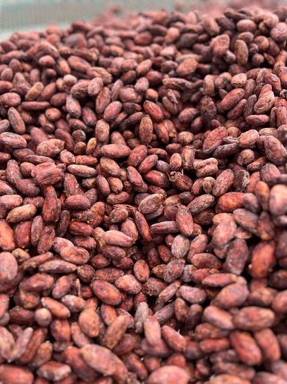 Best Quality Cocoa Beans Dried Raw Cacao Fermented Cocoa Beans at Wholesale Price - Image 4