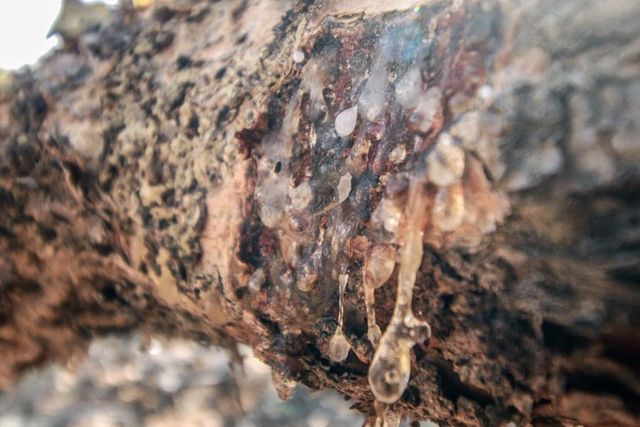 Ethical frankincense & natural resins – product photo 4, product detail gallery