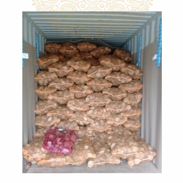 Semi-Husked Mature Coconut ( av 900g Grade A) - Rich Flavor & Thick Meat - Origin Sulawesi, Indonesia - Image 3