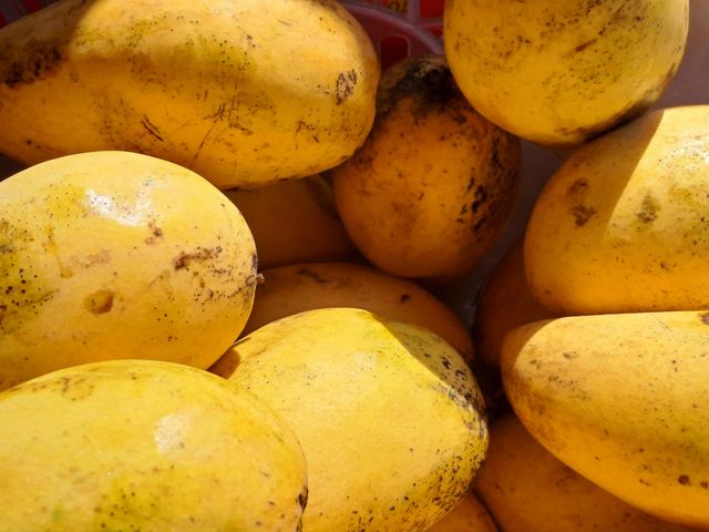Fresh mangoes Origin Brazil Pulp Color Yellow-orange Texture Firm And Fiberless Fruit Size Medium To Large Color Dark Green With Red Blush, Vibrant Yellow - Image 4