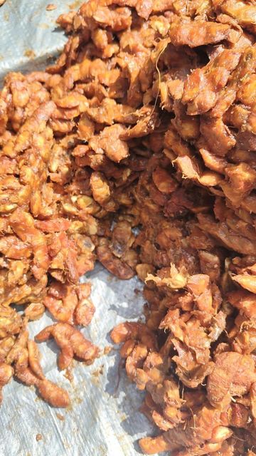 Tamarind - Image 1