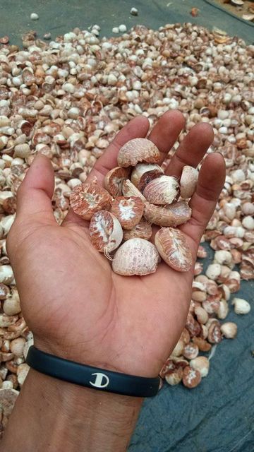 split betel nut / half betel nut Quality High Grade Grade A Type Whole or Split Packaging 50 kg net bag Ingredients 100% Betel Nut - Image 1