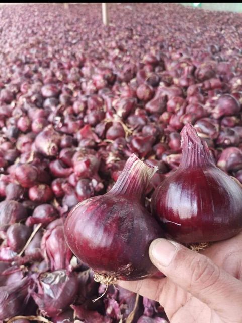 Red onions - Image 2