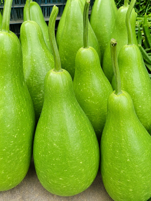 loweu Texture Tender Color Light Green Shape Long Or Round Quality Grade Export Grade Packaging Hygienically Packed Harvest Method Freshly Harvested - Image 1