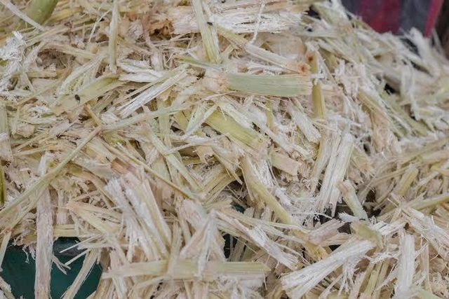 Sugarcane Bagasse - Image 1