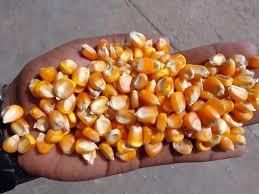 Non-GMO Yellow Maize – Premium Quality for Food & Feed Hs Code 1005 Ash Max. 1.5% Origin Tanzania Crude Fat 3% – 4.5% Packaging 25kg,50kg - Image 6