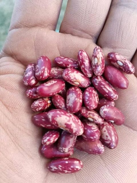 Coffee, Cocoa,maize, beans - Image 2