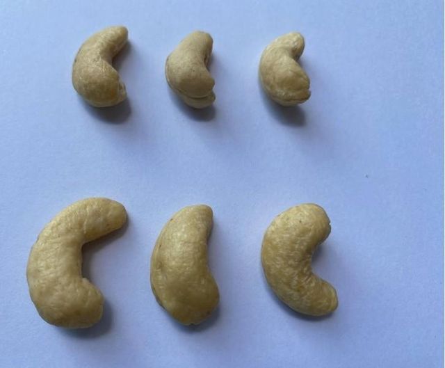 Kenyan High Quality Raw Cashew Nuts  Shelf Life 24 Months Drying Process Raw Dried Grade W210, W240, W320, W450, WB, WS, LWP, - Image 1