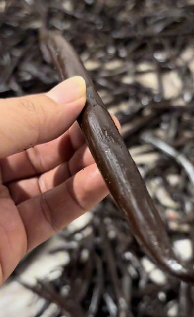 Grade A Vanilla Beans 16-20cm, Sun Cured, High Vanillin Origin Indonesia - Image 3