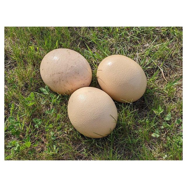 Wholesale ostrich eggs ready for large volume orders and quick shipment - Image 4