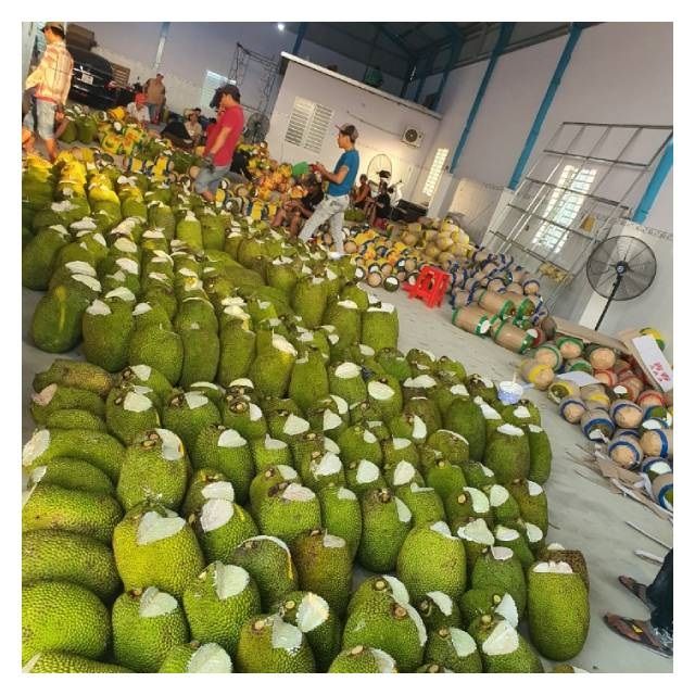 High Quality Fresh Sweet Jackfruit Delicious Tropical Fruit from Vietnam Organic Agriculture Product - Image 4
