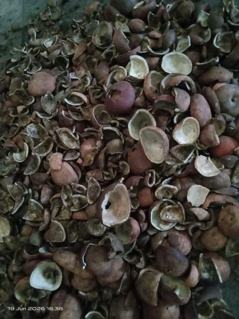 Crude coconut oil - Image 1