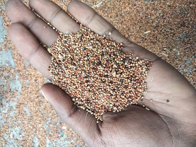 Finger millet - Image 2