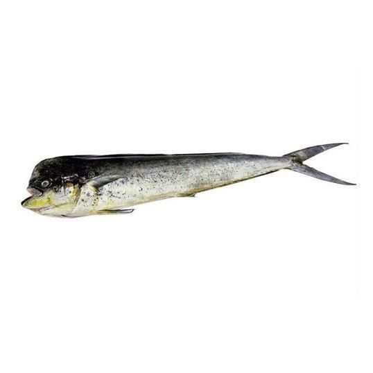Frozen Mahi Mahi Fish Premium Ocean Harvest With Moist Tender Flesh And Professional Bulk Supply Availability - Image 1