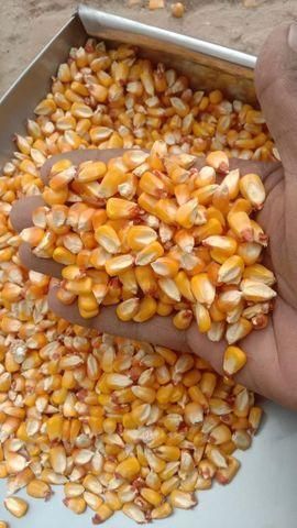 Whole Yellow Maize - Image 3