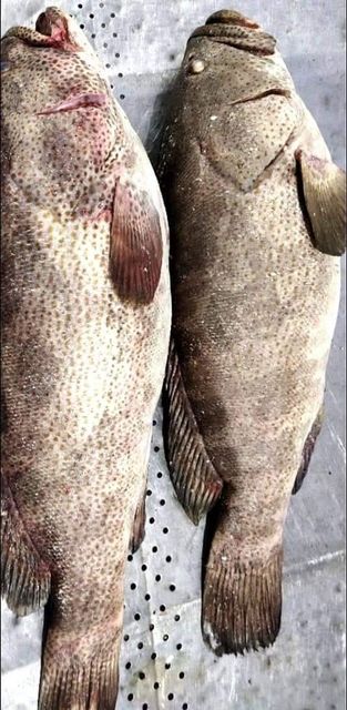 Fresh Chilled Spotted Grouper Payment Terms LC & TT Shipping Method By Air - Image 3