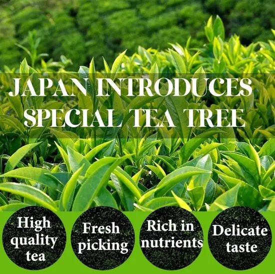 Chinaherbs Organic Matcha Powder Japan Ceremonial Grade Green Tea Powder Matcha Tea - Image 4