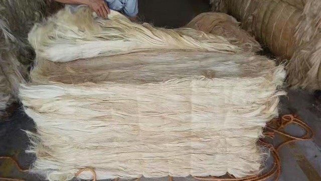 Premium Grade Eco-Friendly Sisal Fiber Raw Material for Industrial Spinning, Textile Cloth Production, and Durable Rope Manufacturing - Image 1